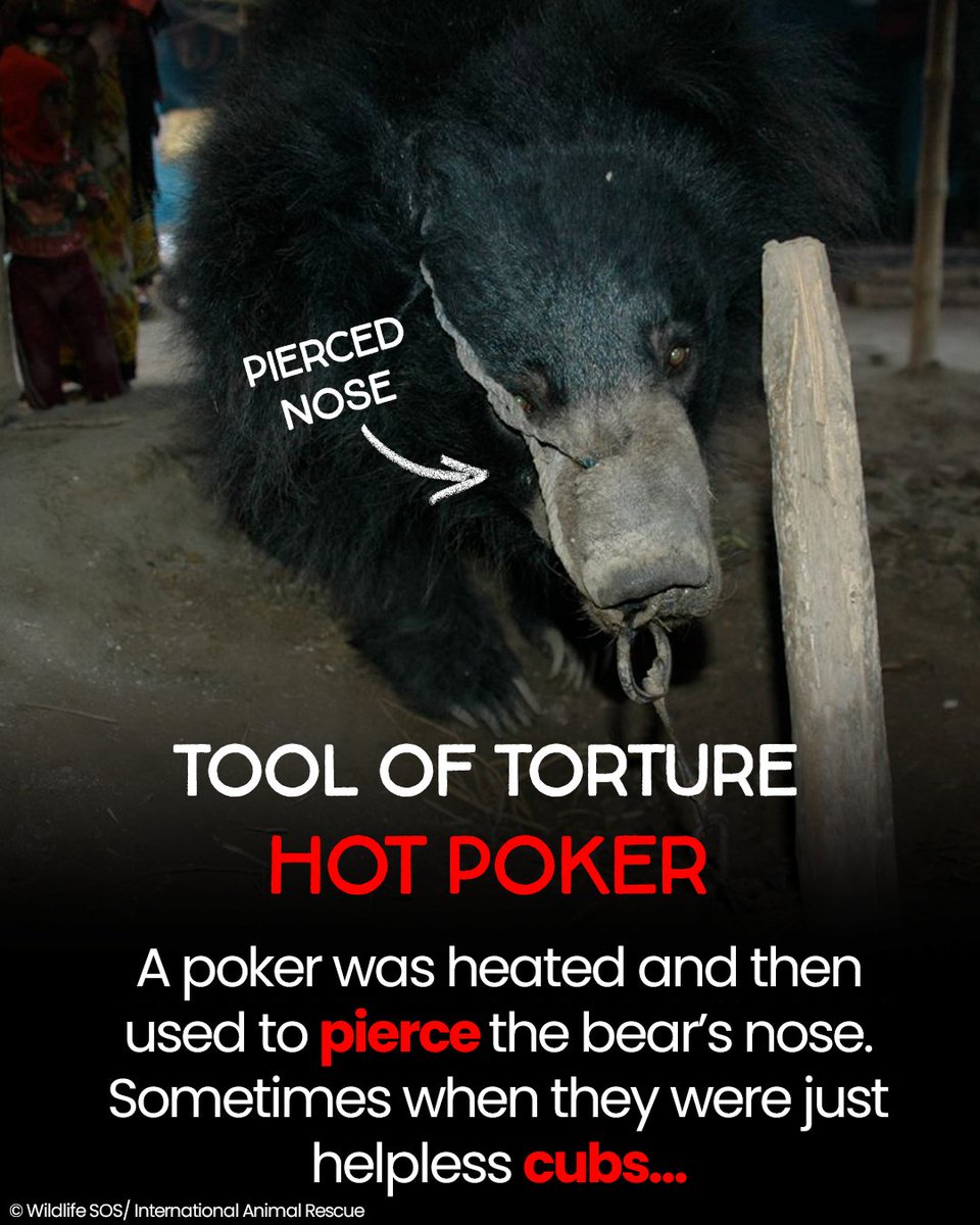 International Animal Rescue tweet media