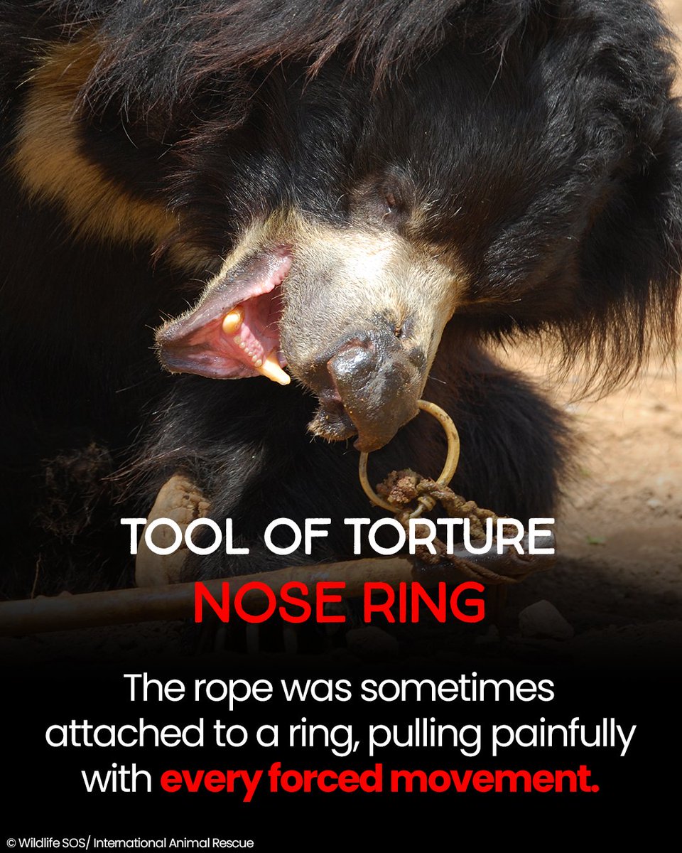 The tools of torture may be gone—but their damage can never be undone. We're halfway to our target, if you can help, please donate today to help provide the care 10 blind bears desperately need: 

internationalanimalrescue.org/appeal/blindbe…

#bears #animals #wildlife #torture