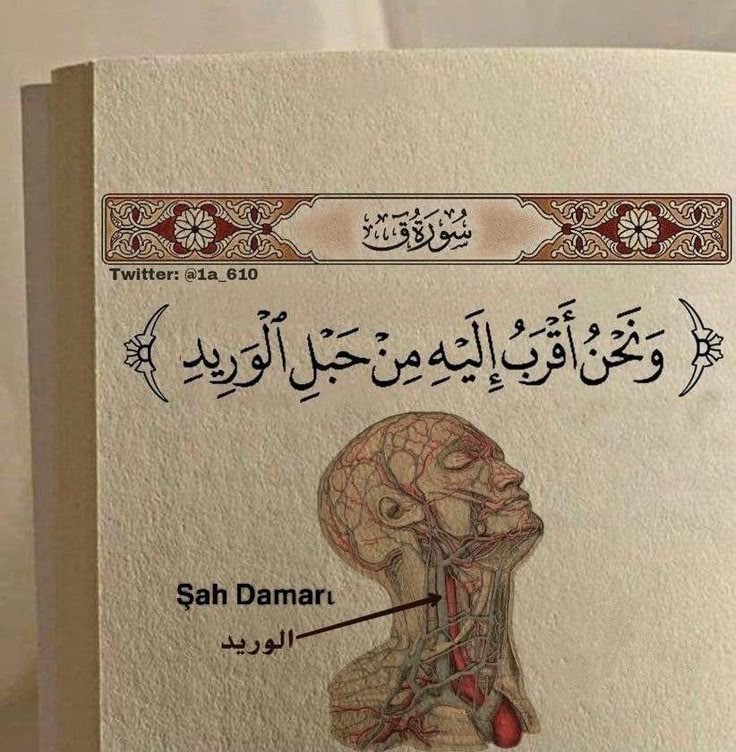 digerkm's tweet photo. Biz ona şah damarından daha yakınız.

| kaf,16

Sana şah damarından daha yakın olan Allah'a güven. https://t.co/86y0PvFzH2