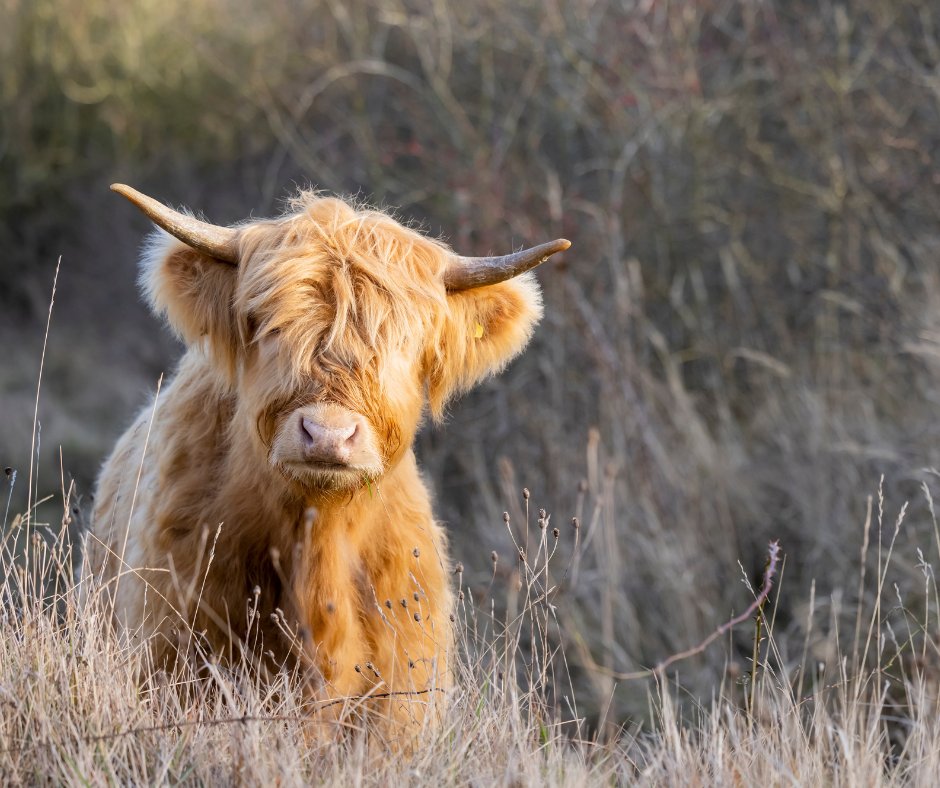 embracescotland's tweet photo. 🐮 Happy #Coosday from Embrace Scotland! 🐮

There’s nothing quite like a Highland cow sighting to make your Scottish getaway extra special!

Book a self-catering stay in Scotland for your chance to spot some Highland Cows: https://t.co/ITr3FMV2wg

#HomeInScotland

@VisitScotland https://t.co/bcRxJ0t3bv