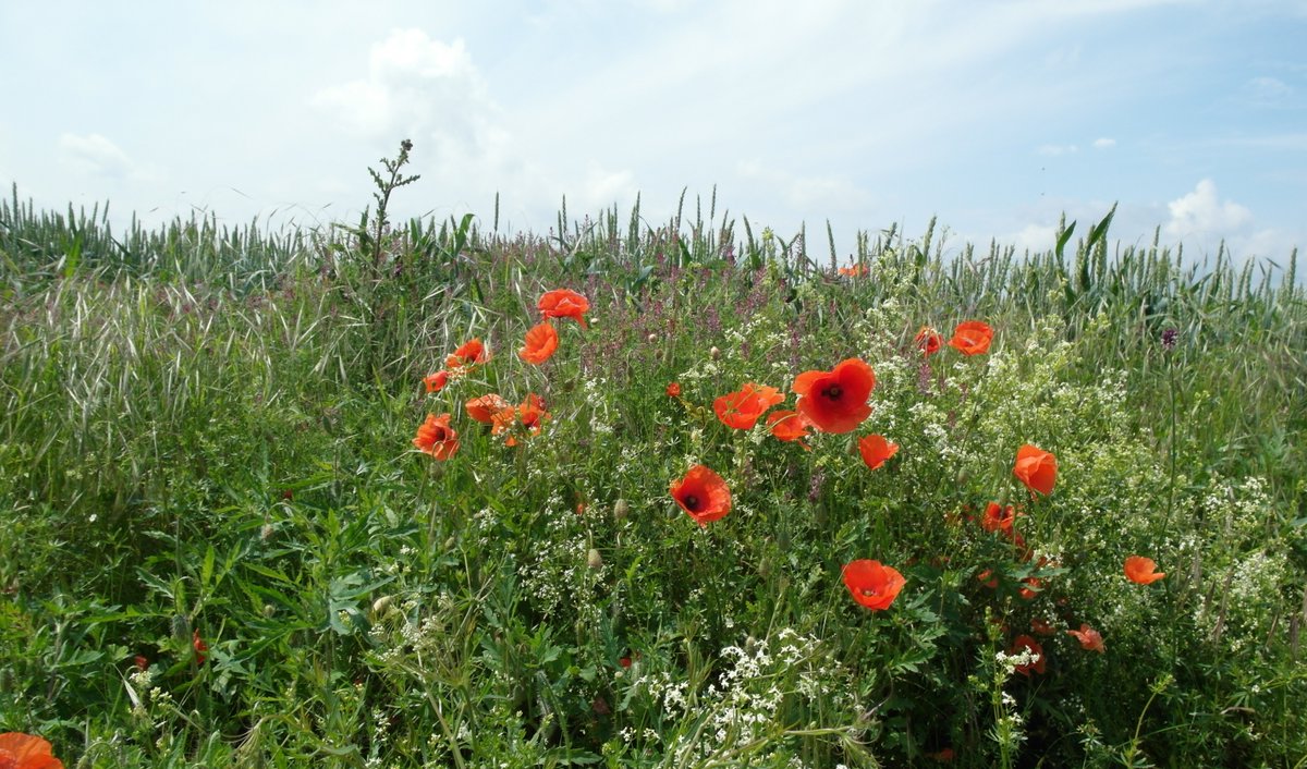 BundesNaturschutzAmt (@bfn_de) on Twitter photo Die neue BfN-Schrift „Berufsbildung in der Landwirtschaft: Die Biodiversität im Blick“ ist ab sofort unter bfn.de/publikationen/… online abrufbar. @BMUV @bmel <a href="/UNBiodiversity/">UN Biodiversity</a> #Landwirtschaft #Biodiversität #Ausbildung #BNE #Naturschutz Die neue BfN-Schrift „Berufsbildung in der Landwirtschaft: Die Biodiversität im Blick“ ist ab sofort unter bfn.de/publikationen/… online abrufbar. @BMUV @bmel <a href="/UNBiodiversity/">UN Biodiversity</a> #Landwirtschaft #Biodiversität #Ausbildung #BNE #Naturschutz