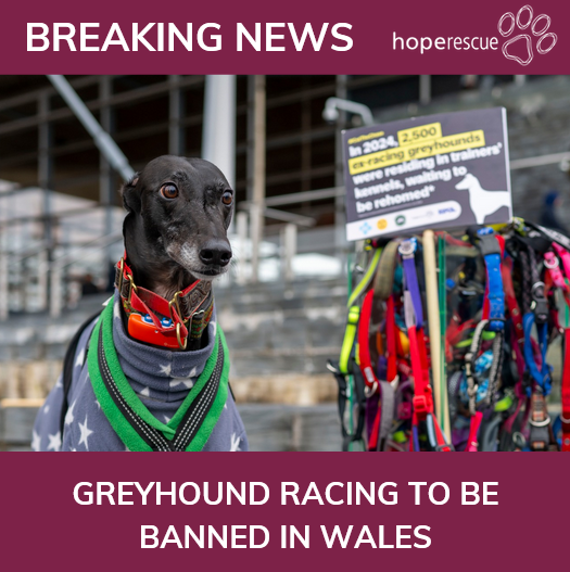 HopeRescue's tweet photo. 🚨BREAKING NEWS 🚨: Greyhound racing to be banned in Wales. Following the Hope Rescue petition & #CutTheChase campaign, @WelshGovernment today announced an historic ban on greyhound racing, leading the way for the rest of the U.K. and Ireland to follow. Link: https://t.co/G2Lf6qDdNM