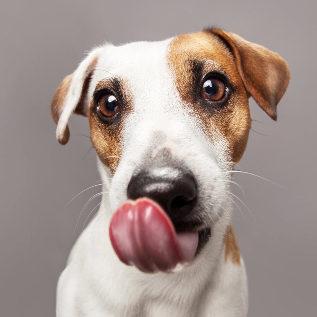 petprotect's tweet photo. Happy #tongueouttuesday - share photos of your #pets with us today

#tongueout #tot #petlovers #dogoftheday #doglovers #catlovers #tuesday #pets #dogs #cats #rabbits #bunnies #puppy #kitten https://t.co/nU5nZVKjkk
