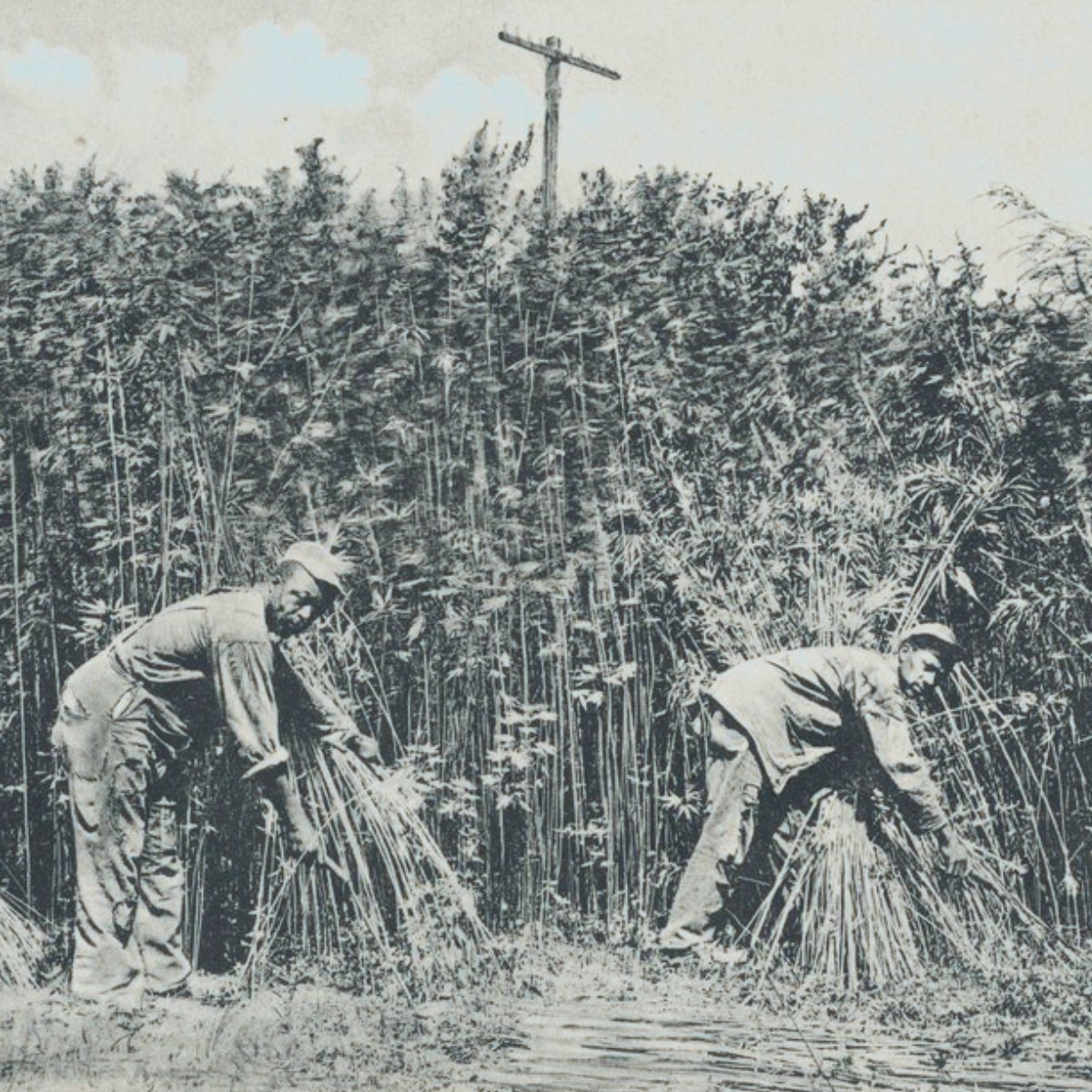 ⚖️️ Cannabis history is Black history.
Since the 1700s, Black agricultural expertise fueled the hemp industry. By the 1900s, systemic barriers—land loss, restricted credit &amp; violence—forced many out. Black farmers declined 98% in the 20th century, the steepest drop of any group.