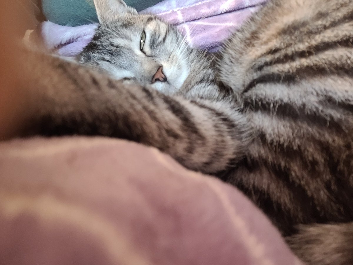 Meow pals, it's me, Frieda. We all know that healthy food is good for us to get healthy. So I brought Mami a fresh mousie (it was alive) so she could train her muscles and eat it. Well... I'm dissapointed, she didn't even try it! 🙀  #FTeam #Hedgewatch