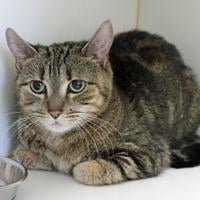 Meet Willow, a #cat whose owner died. She took a while to settle in at the shelter, but she has become a friendly girl who head-butts, rubs against you, and enjoys petting. Willow is available for adoption at the #Mansfield animal shelter. ow.ly/vNfy50V1Wya