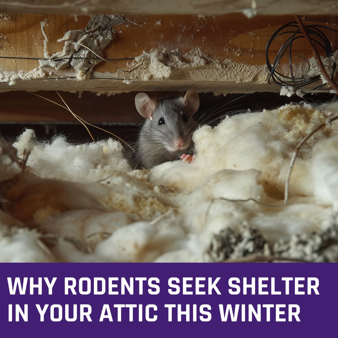 tacticalpest's tweet photo. As winter settles in, rodents like mice and rats are actively searching for a cozy, warm refuge—and your attic could be their perfect hideout! 🐭🐀 Discover why they seek shelter during the colder months and how you can safeguard your space. https://t.co/Q2DZ3R7K9M #DallasRodents https://t.co/CR80h0vZX8