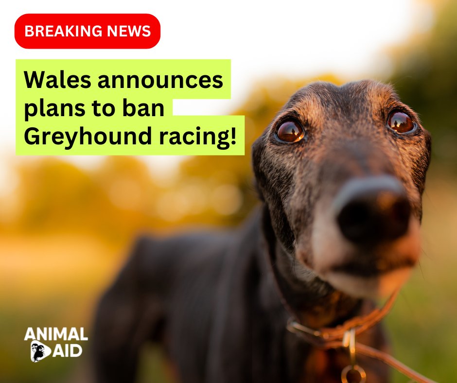 Animal Aid tweet media