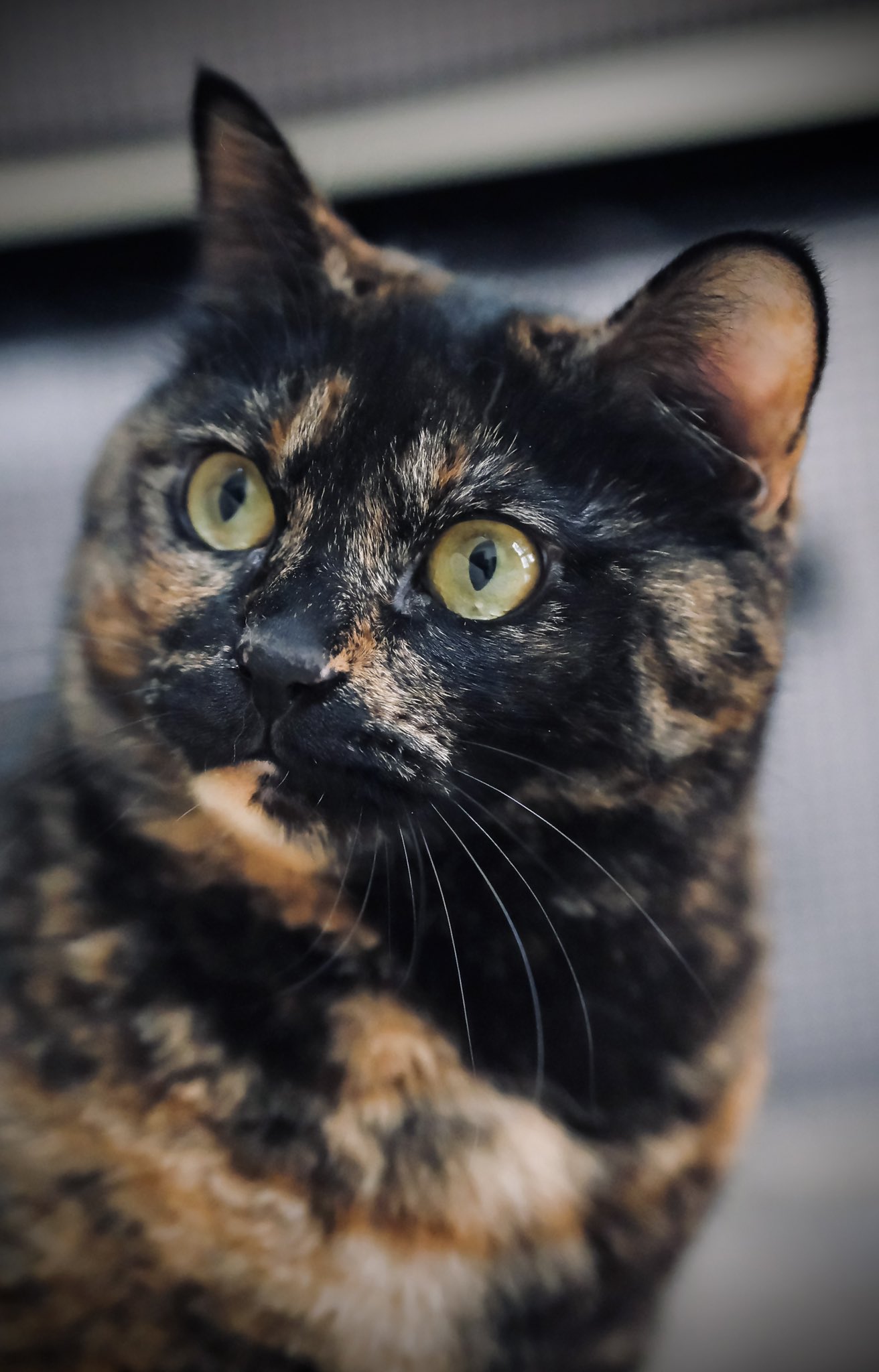 真は錆猫が好き サビ猫はいいぞ - Search / X
