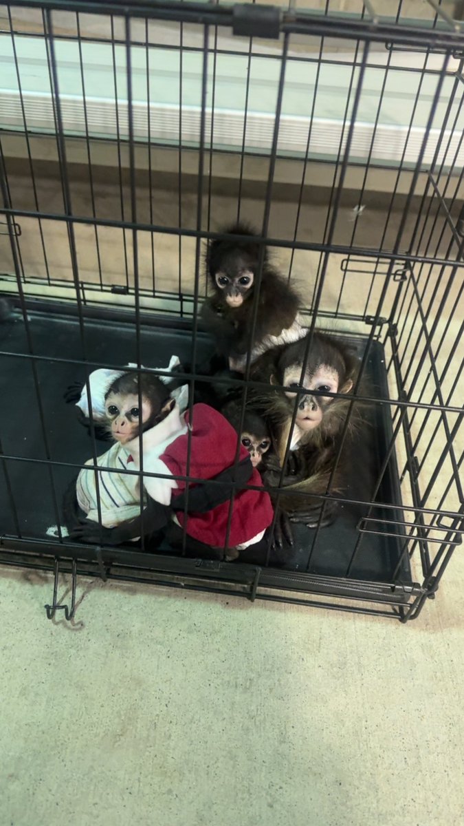 conan-kun 🇰🇭 tweet media