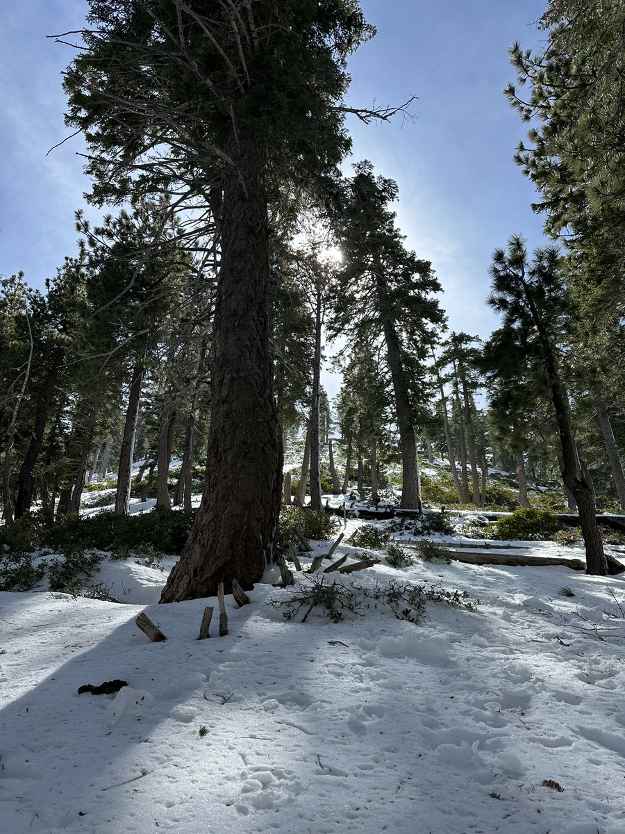 luisvenegasart's tweet image. One of my favorite hikes is SoCal #hiker #hikingadventures #hike #mountain #SnowMan #snowday