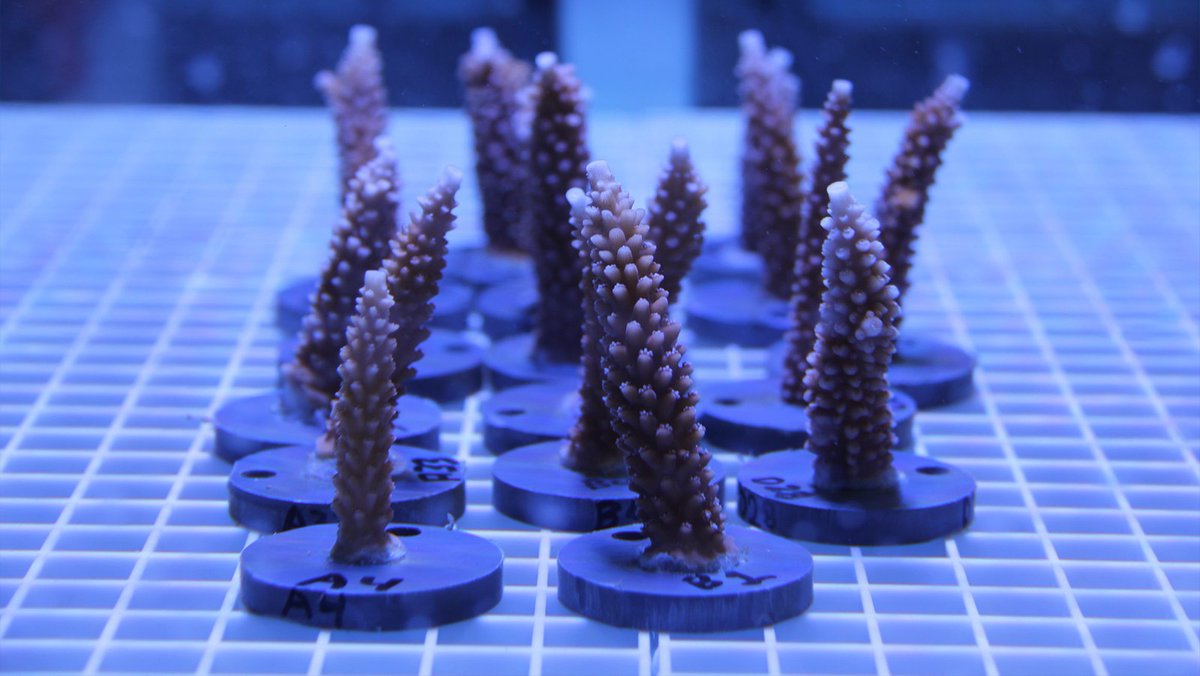 NOAA_AOML's tweet image. Scientists at AOML have officially started a new series of experiments investigating coral resilience to multiple environmental stressors as part of the four-year project: Florida Regional Ecosystems Stressors Collaborative Assessment (FRESCA).
Click: aoml.noaa.gov/fresca/#Module…….