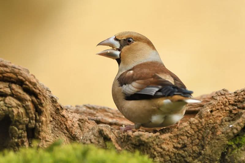 DeKikker72's tweet image. Foto van afgelopen zondag.

Fijne avond alvast 🍀

#KleurInDeNatuur
#goud
#appelvink