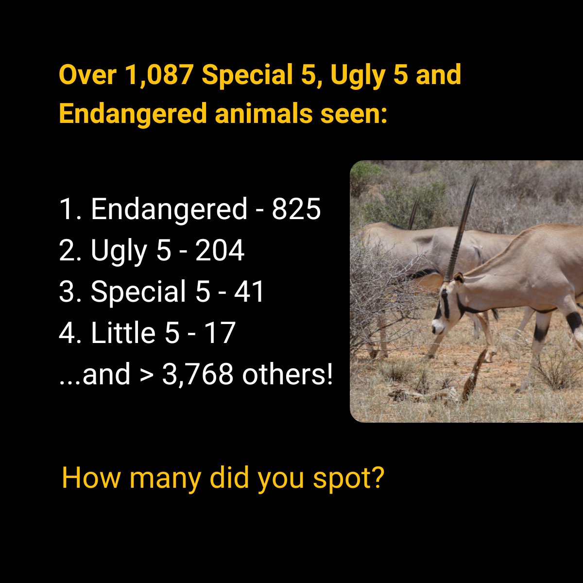 What did you see, what will you see?

#safarinavigatorclub #wildlife #conservation #seemoresavemore