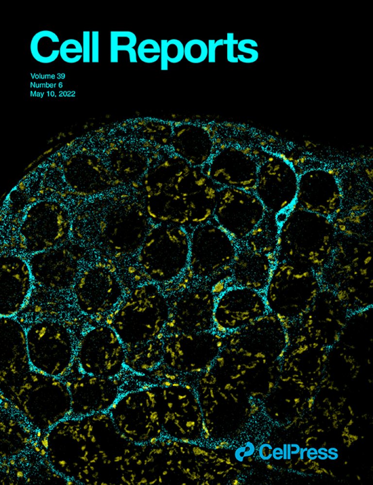 🎙️Episodio [46] TESTÍCULOS DE MOSCA EN LONDRES, con <a href="/DSainzdelamaza/">D Sainz de la Maza</a> 

📸👇 Esta belleza de imagen es de un testículo de #Drosophila y sirvió para entender mejor como las células troncales adultas deciden dividirse o diferenciarse.