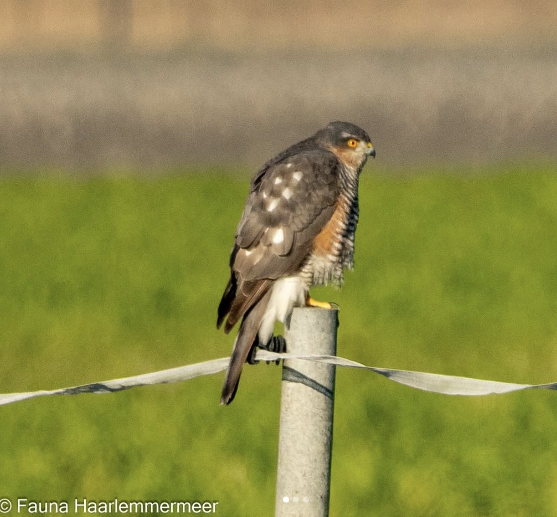UITNODIGING wo 19/3 SHARE Meets New Terra - Groen doen! Natuur en biodiversiteit staan onder druk. Gelukkig werken steeds meer organisaties aan oplossingen. Welke initiatieven zijn er? Wat kan je zelf doen? <a href="/SMeergroen/">MEERgroen</a> #faunahaarlemmermeer Info/aanmelden: sharehaarlemmermeer.nl/sharenewz/shar…