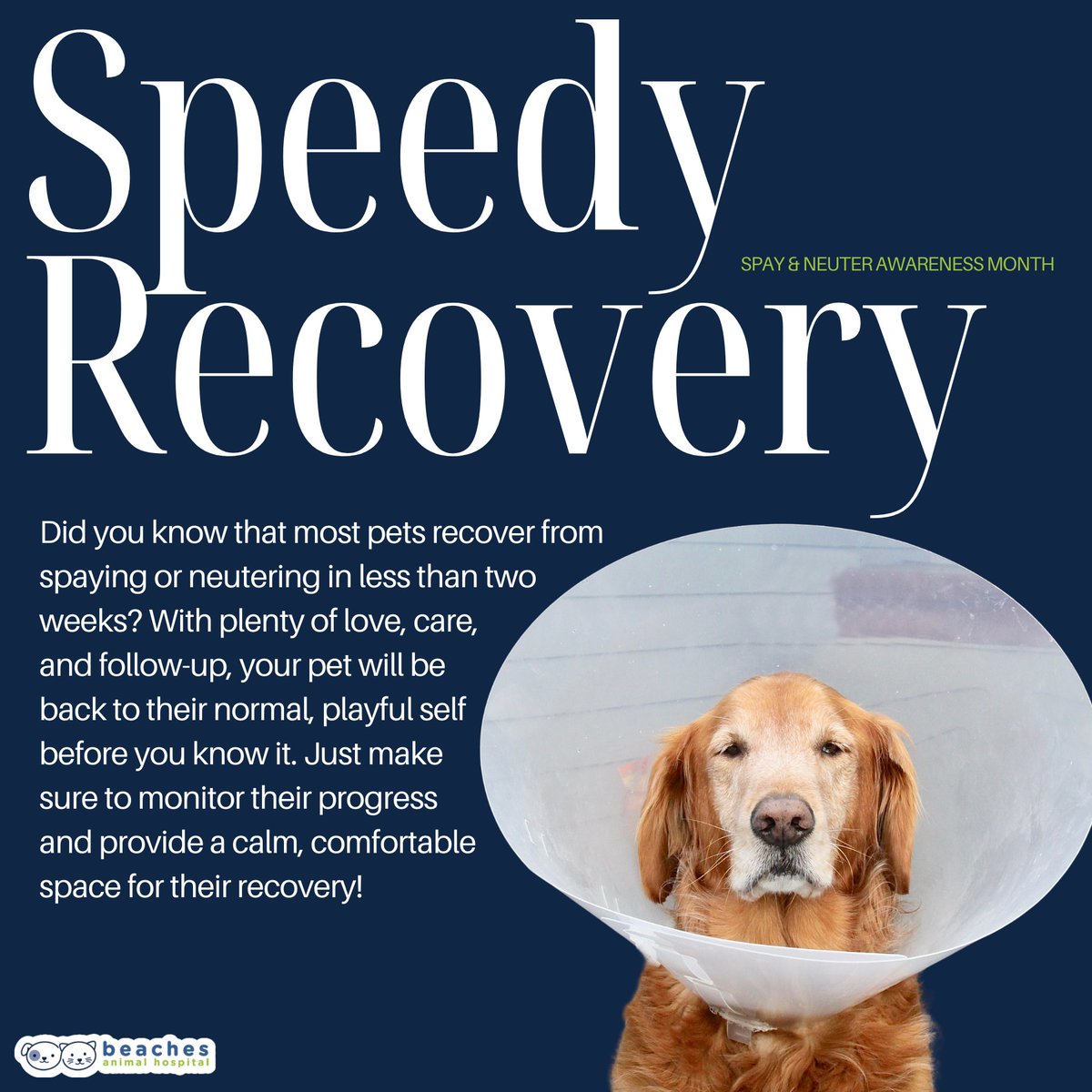 Spaying and neutering recovery is quicker than you think! 🐾 Most pets bounce back in under two weeks with the right care and a calm space to heal. 💕 Check out our tips!

#love #instagood #cute #pet #petstagram #photooftheday #instamood #adorable #instapet