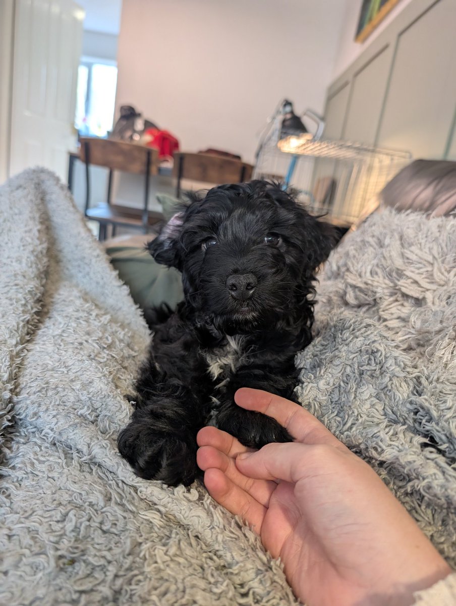 Isn't our tiny little boy the cutest? Welcome to the family Broccoli❤️🥦 kingpet.com/vote/broccoli2… #KingPet