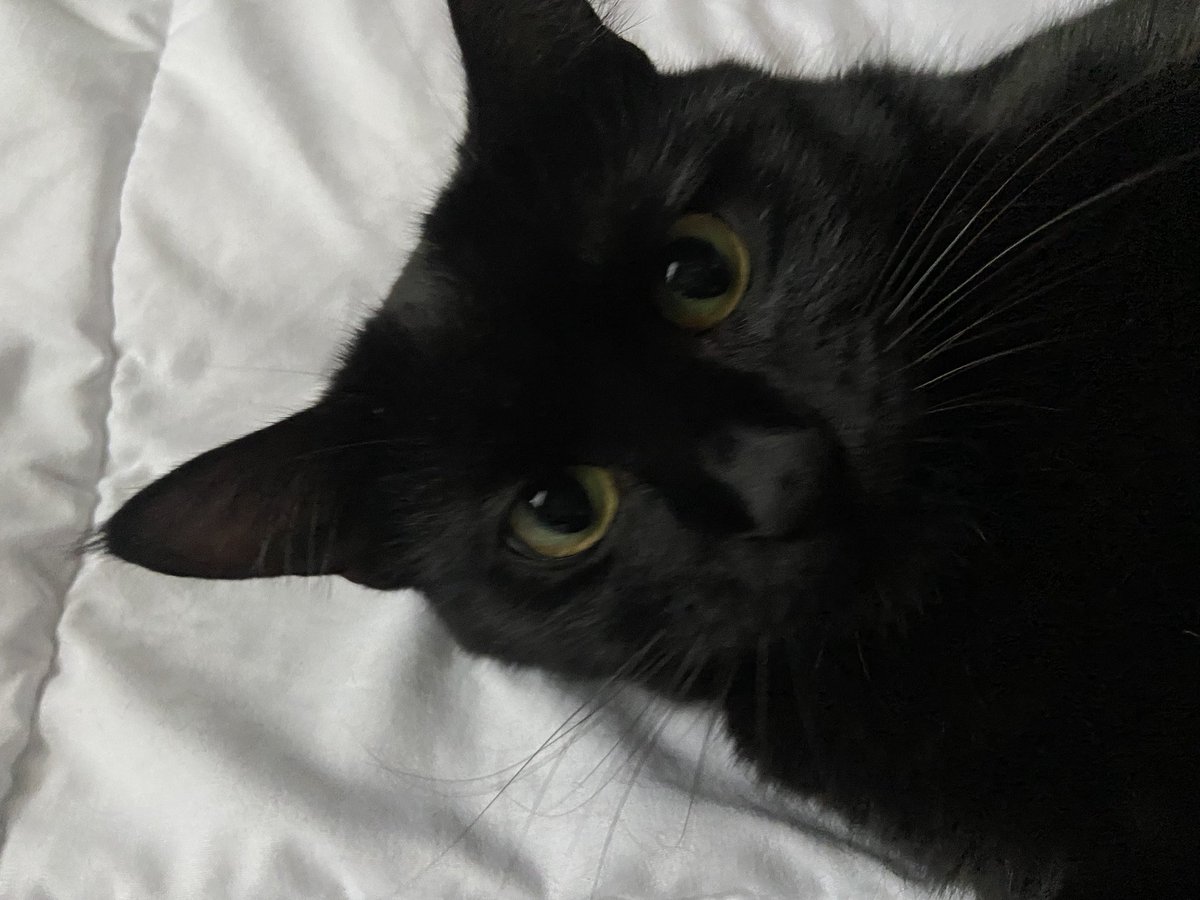 irevasii's tweet photo. 🐈‍⬛👀🌙 https://t.co/hEYCPrEPDa
