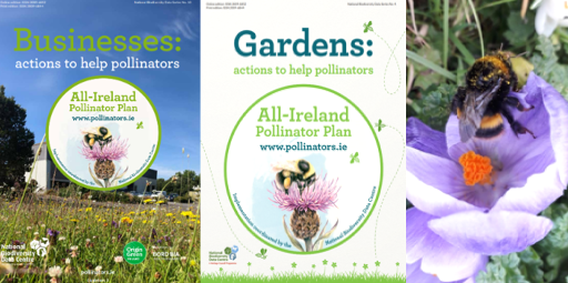 Q: How can our business engage colleagues in the pollinator-biodiversity conversation?
A: Invite them to pledge their garden (pots/planters) tinyurl.com/9f8ducvf and join the 5 March 2025 free AIPP webinar tinyurl.com/bej3vksa <a href="/BioDataCentre/">Biodiversity Ireland</a> #thebusinessofbees