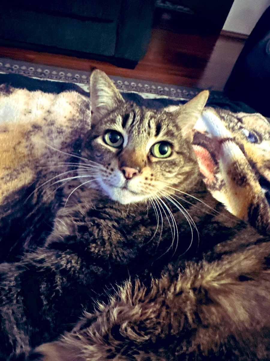 Lisa 💛🌼😺 tweet media