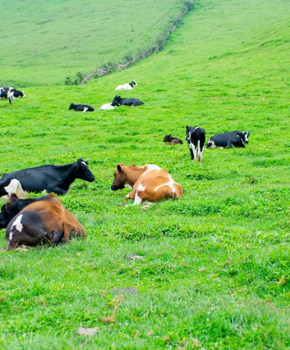 FilsDeBoncoeur's tweet image. Challenge Accepted ❤️👌🇷🇼🇷🇼🇷🇼

Niba ukunda #Inka 🐄 accept my challenge 

1️⃣Quote this (N’Ifoto yawe mu rwuri cg uri kumwe na zo)

2️⃣Ntabe Ari wowe uzabura mu Gitaramo #InkaConcert  Ku wa 15/03/2025 muri Camp Kigali dutaramirwa n’ @InyamibwaRwanda 

🐄🎵Ayiiyee Kunda Inka wee🎵🐄