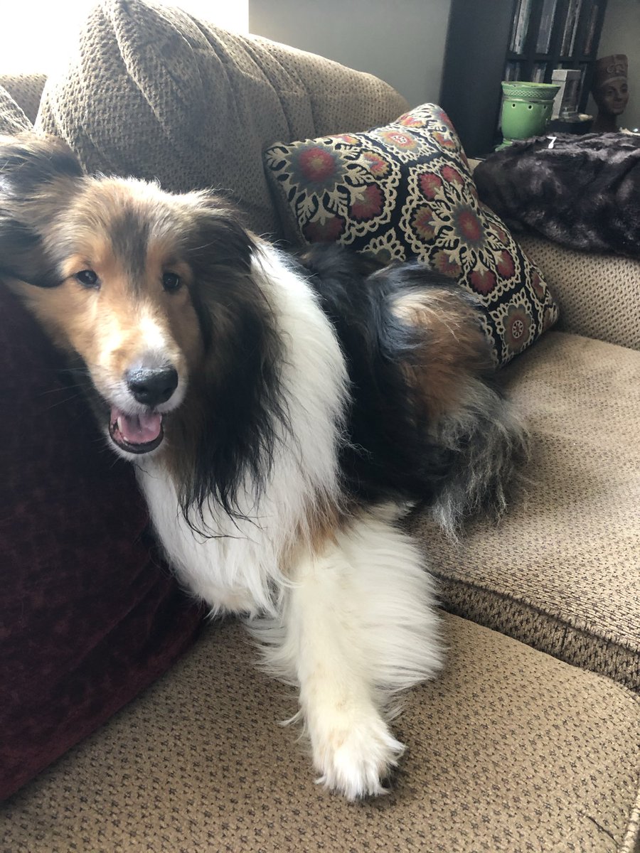 63irishrose's tweet photo. @DogLovers03 This is Finn. He passed away almost a year ago, February 28 very suddenly.  He was my rock, the joy in my life, he got me through so many rough times and I will never, ever be able to thank him enough. I only hope he knew how loved he was. https://t.co/LTN7iINafh