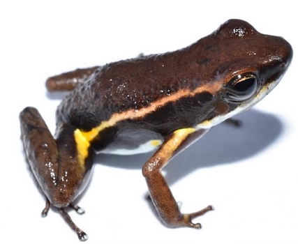 🌿 ¡Nueva especie de rana en los bosques del Pacífico colombiano! 🐸 Epipedobates currulao sp. nov. es un homenaje a la música afrocolombiana. 🎶🎻 Aquí les dejo más detalles! ⬇️ #Biodiversidad #CienciaCriolla