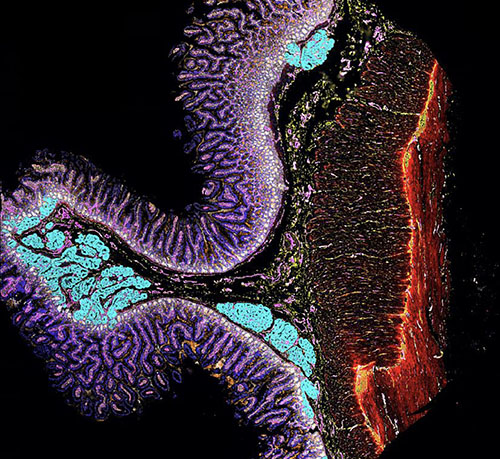 Visceral reactions have you feeling offal? Then feast your eyes on this CODEX image of the duodenum region of the intestines made by #_hubmap research Joanna Bi <a href="/Snyder_Lab_SU/">SnyderLab: Personalized Multi-Omics</a> @stanford.  As you chew this over in your mind, remember, this too shall pass 😊
