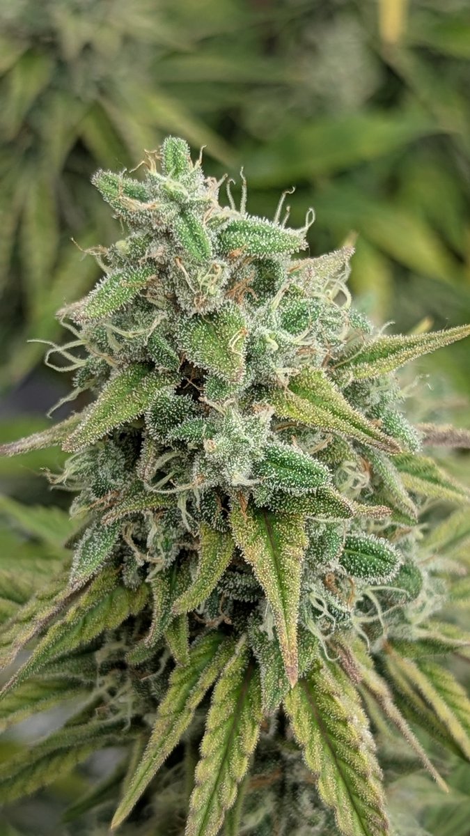 TempleGrower tweet media