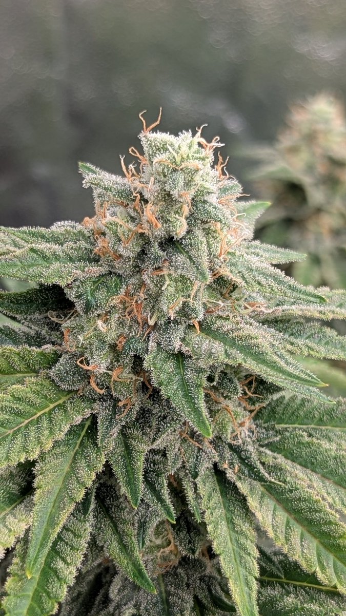 TempleGrower tweet media