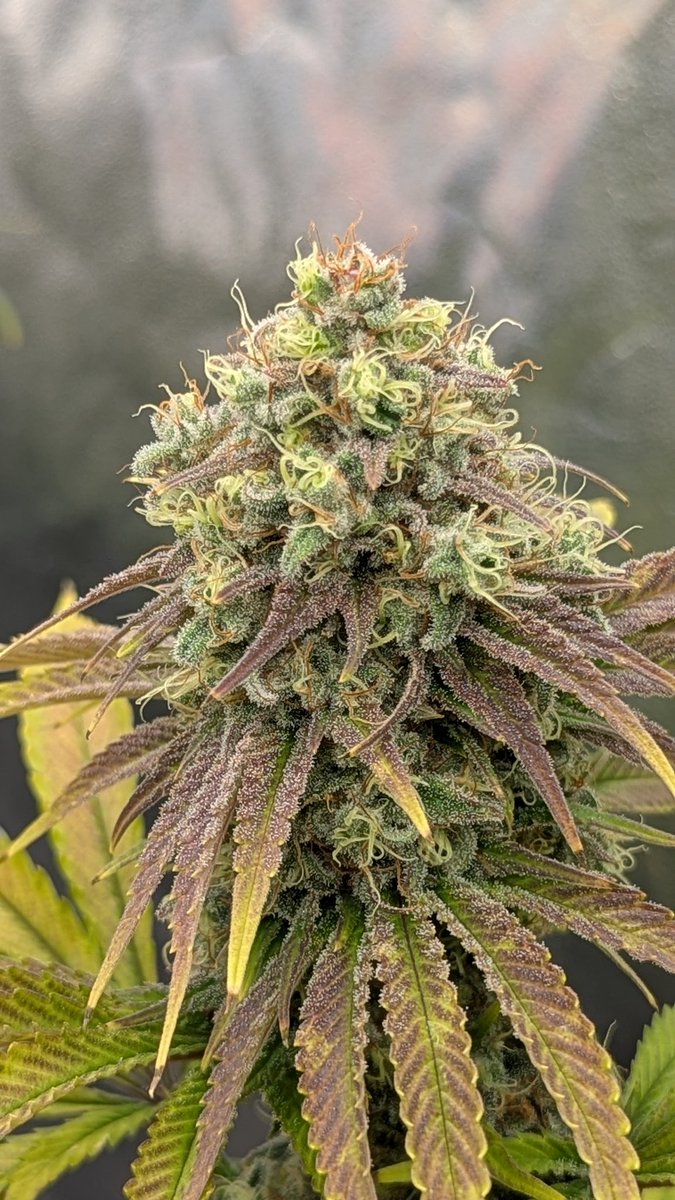 TempleGrower tweet media