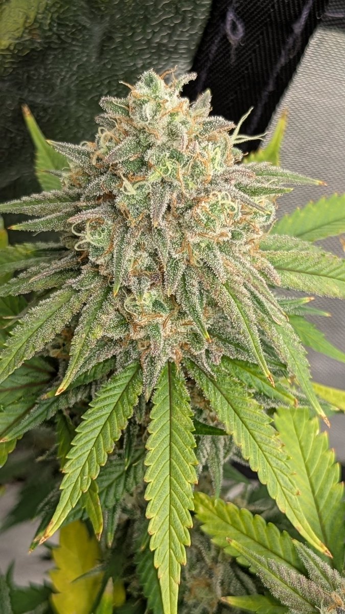 TempleGrower tweet media