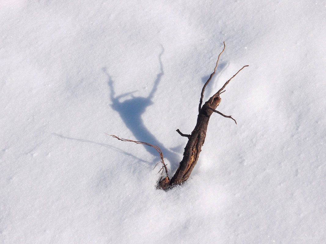 Menschen mit einem sonnigen Gemüt gelingt es wesentlich leichter, über den eigenen Schatten zu springen. 
Ernst Ferstl