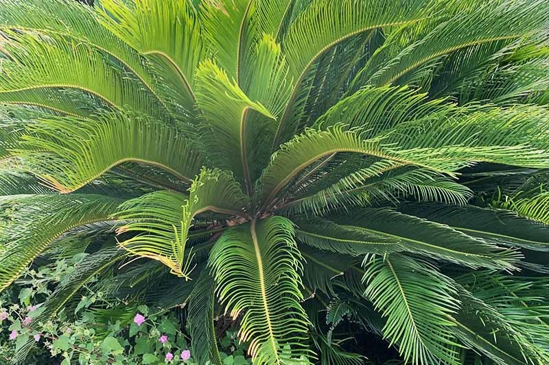 Gardeners_Path_'s tweet image. How to Deal with Common Sago Palm Pests and Diseases gardenerspath.com/how-to/disease… #sagopalm #cycads #gardening