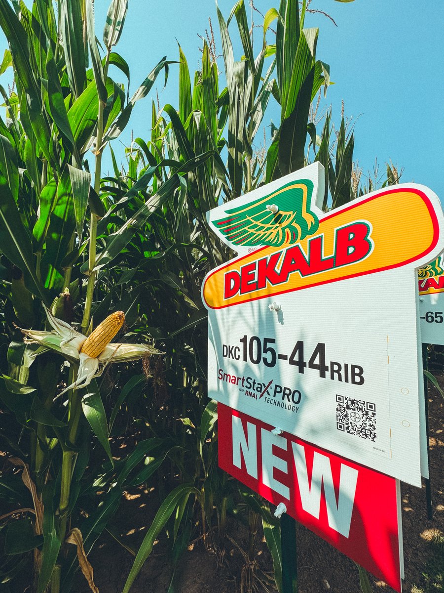 DEKALB_Canada's tweet photo. Kick out corn rootworm this season with 3 new #SmartStaxPRO corn options, #EastCdnAg 

Find the right one for your farm, with multiple RM and CHU options in these new DEKALB corn hybrids: https://t.co/bdhEQsHoLf https://t.co/OJdys000lr