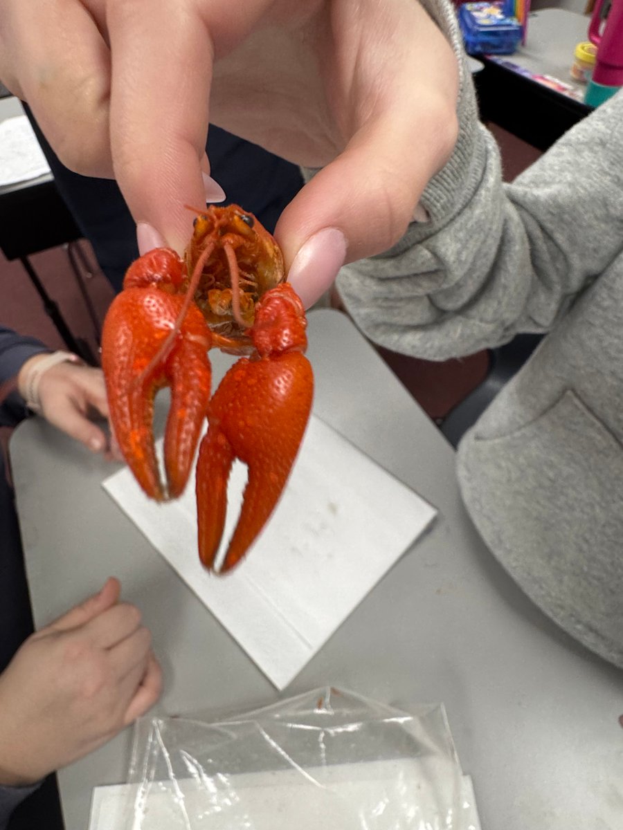 NLCSchool's tweet photo. Mrs. Dunlap loves using hands on learning with our students. The 6th graders have been learning about Arthropods! They got to see and hold a real crustacean!  Our 4th/5th graders made volcanoes! They are learning about different landforms and changes in the earths surface. https://t.co/Ev6rZY9HHC