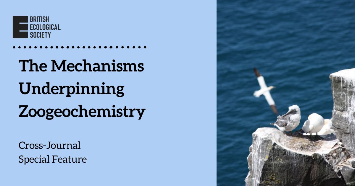 🚨 the deadline for proposals for our latest Special Feature, "The Mechanisms Underpinning Zoogeochemistry", is 28 February 2025
📝 submit your proposal by emailing admin@journalofanimalecology.org
🦓 read more about the Special Feature here: buff.ly/4gfdiTD