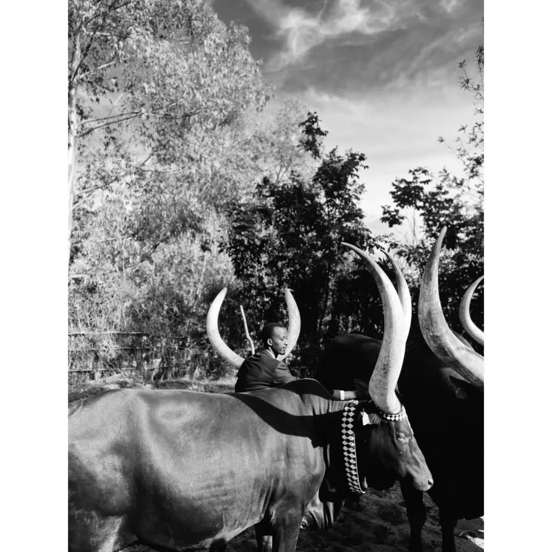 JSauveurChris's tweet image. Niba ukunda #Inka accept my challenge 

1️⃣Quote this (N’Ifoto yawe mu rwuri cg uri kumwe na zo)

2️⃣Ntabe Ari wowe uzabura mu Gitaramo #InkaConcert  Ku wa 15/03/2025 muri Camp Kigali dutaramirwa n’ @InyamibwaRwanda 

🐄🎵Ayiiyee Kunda Inka wee🎵🐄
#InkaConcert