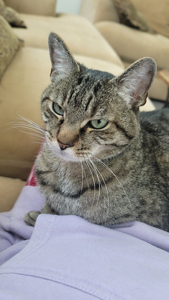 My cute co- streamer cuddling with me on the couch this morning.