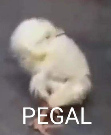 aleww otw jadi ambis tweet media