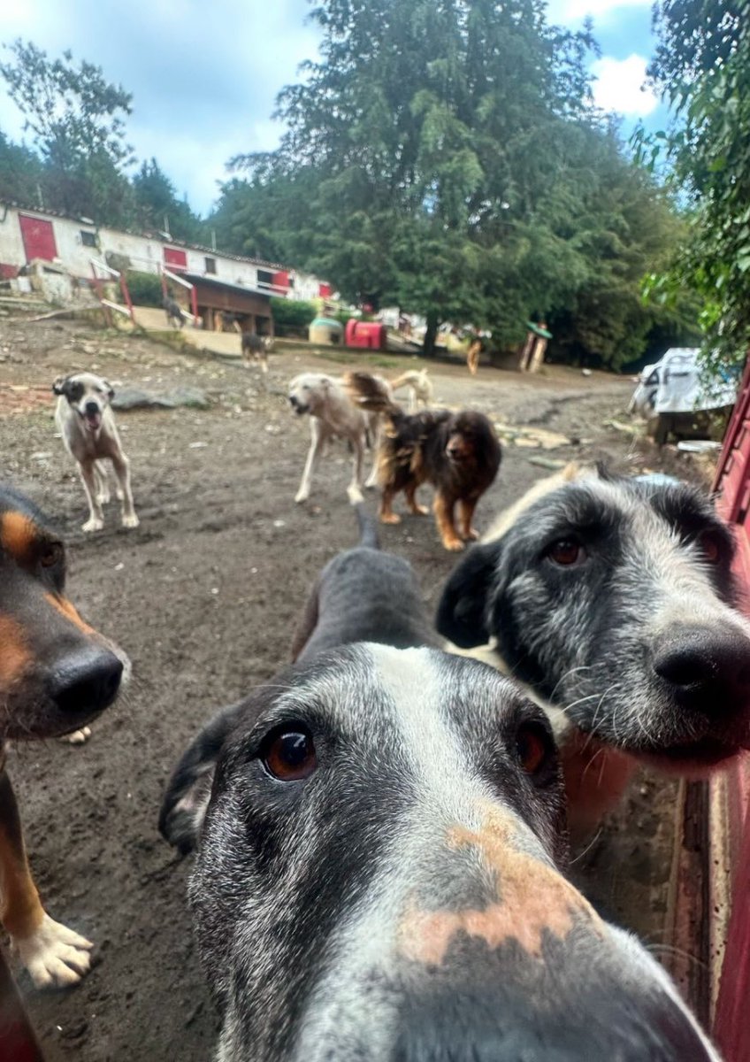 RefugiOceaniCAN's tweet photo. 🛟 🆘 🛟 🆘 🛟 🆘 🛟 🆘
Amig@s, este mensaje es para solicitar ayuda urgente pues, no tenemos alimento. 😰😞😭Día a día es un desafío conseguir alimento para todos, quienes me conocen saben que 24/7/365 estoy para ellos, consiguiendo de una u otra forma cómo alimentarlos, que tengan agua, espacios limpios, con sus colaboradores que les cuiden y etc.
Cada mes consigo 4 toneladas y media de alimento. 
Estoy en ceros, ya no tenemos alimento, agua y debemos pagar colaboradores. 
Necesitamos ayuda urgente!!!🚨
Por favor, ayúdennos, desde 1 peso se puede!
Si todos los seguidores nos depositaran 1 peso tendríamos para comprar una tonelada de alimento, pagar las deudas veterinarias, la renta y los colaboradores 🙏🏼🙏🏼🙏🏼🙏🏼.
Aquí nos alimentan ahora a más de 300 peludos diariamente, talla grande la mayoría, son muchos adultos mayores 😞.
Necesitamos toda su ayuda 😰
Es por eso que pido su gentil ayuda con mi corazón en la mano. 👀🙏🏼��💜💜🐶🐾
¿Nos echas la patita para comprar croquetas porfa??? 
🙏🏼💜🐾
También necesitamos alimento para Pancho y Aurora 2 cerditos rescatados. 🐽🐽
Mil gracias de antepata 🙏🏼🙏🏼
BBVA: 2973843610
Clabe 012180029738436107
tarjeta 4152 3142 3557 3543
(depósitos en oxxo)
O
Azteca 
5512 3823 1364 0437 
clabe
127180013445630838 
Tarjeta 
4027 6658 8335 7379
a nombre de Areli

https://t.co/1pRdLdajHz: https://t.co/CmmanDp8o8