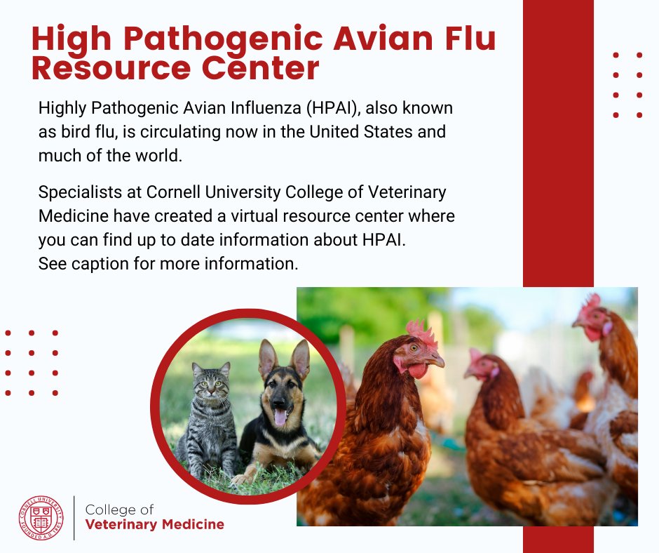 Baker Institute for Animal Health (@bakercornell) on Twitter photo Highly Pathogenic Avian Influenza (HPAI), also known as bird flu, is circulating now in the United States and much of the world. Specialists <a href="/cornellvet/">Cornell University College of Veterinary Medicine</a> have created a virtual resource center where you can find up to date information about HPAI.
vet.cornell.edu/highly-pathoge⦠Highly Pathogenic Avian Influenza (HPAI), also known as bird flu, is circulating now in the United States and much of the world. Specialists <a href="/cornellvet/">Cornell University College of Veterinary Medicine</a> have created a virtual resource center where you can find up to date information about HPAI.
vet.cornell.edu/highly-pathogeā¦