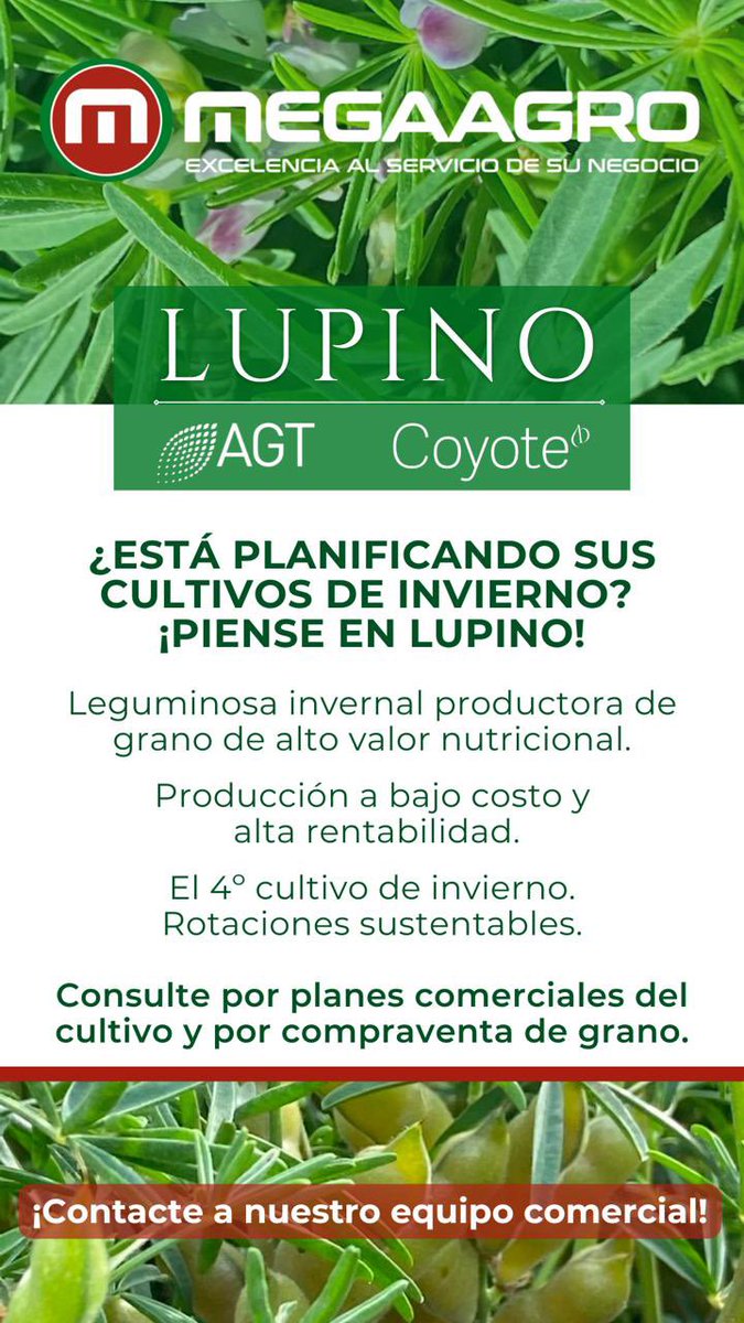 Si está planificando sus cultivos de invierno, ¡piense en Lupino! 🙌

📲 Consulte a nuestro equipo