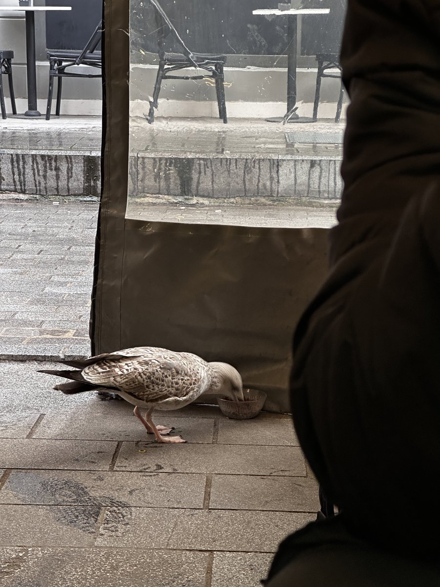 Kedi maması yiyor hahahahahhaha