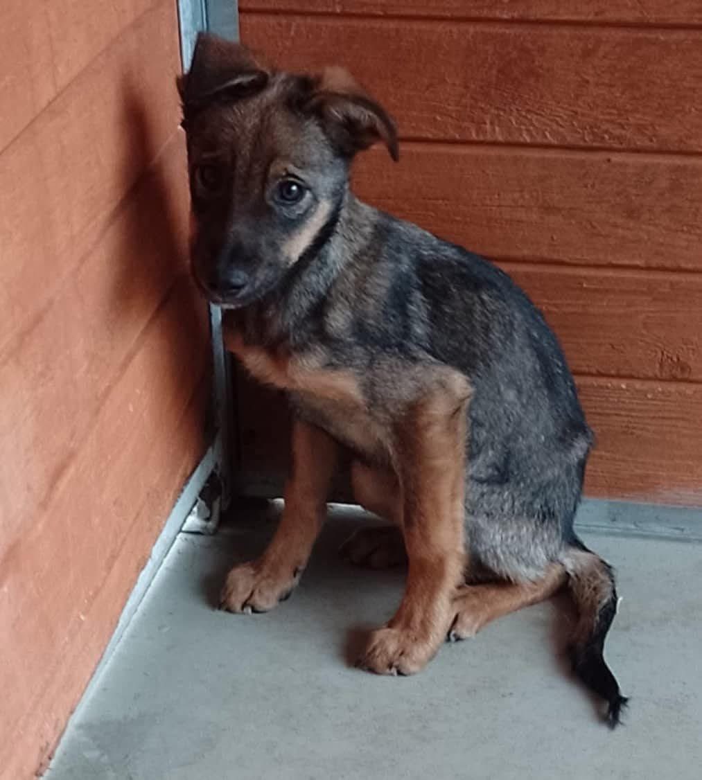 ROZPACZLIWY POST Z FB 
Zaraz przekonamy się jak działa ludzka  dobroć i czym się kierujemy. 
Hyzio ok.7 mies-psie dziecko. Maluch trafił do schroniska.
Potrzebujemy mnóstwo udostępnień, aby mu znaleźć rodzinkę.Czy skruszy ludzkie serca i będą pomagać w szukaniu domku 
601 937 399