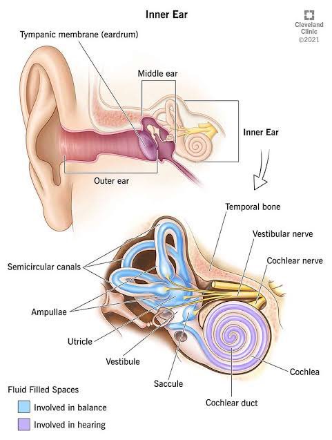 ze_rusty's tweet photo. It’s not the Noise cancellation 

IT’S THE RF RADIATION

But they’ll never admit it. https://t.co/S4AMVuPlyL