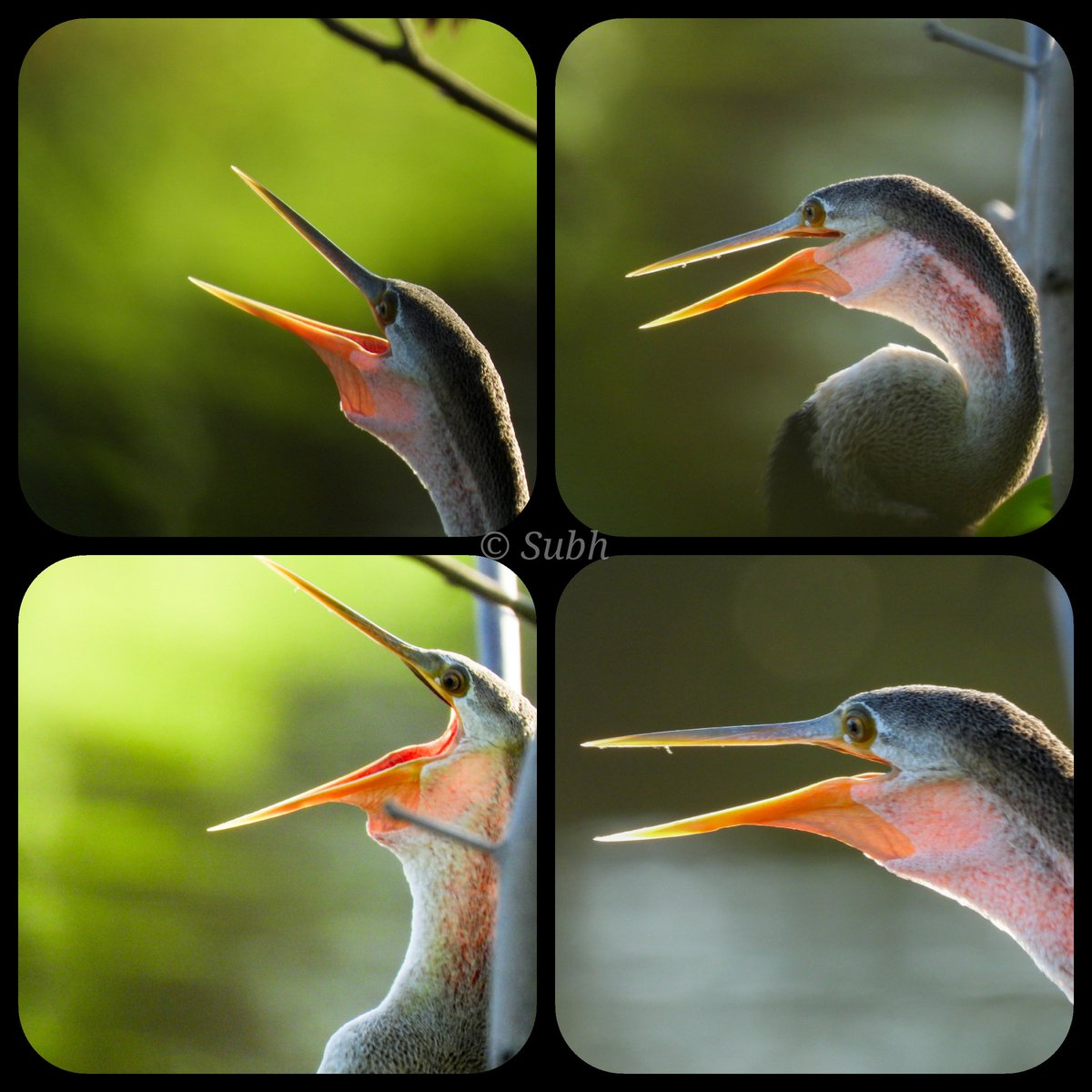 Random close ups of an Oriental Darter behind our residence today

#IndiAves #ThePhotoHour #BBCWildlifePOTD #natgeoindia