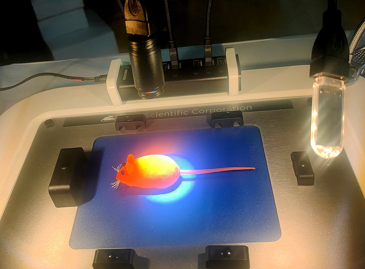 UAM_Medicina's tweet image. Momentos de la 1ªJornada de Anestesia y Monitorización de Roedores. Un evento interesantísimo y que ha sido todo un éxito. ¡Gracias a todos los asistentes y organizadores!