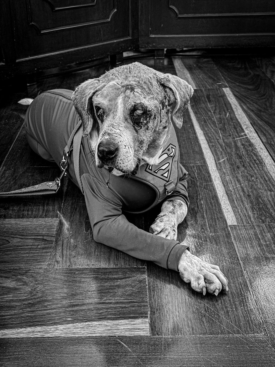 Anoche murió Ángel, el perrito que fue despellejado vivo y que inspiró la Ley Ángel de la cual fui ponente en Comision Primera y Plenaria de Senado. Esta ley está pendiente de su último debate en la Cámara de Representantes. El agresor de Ángel sigue libre y a su cuidadora le